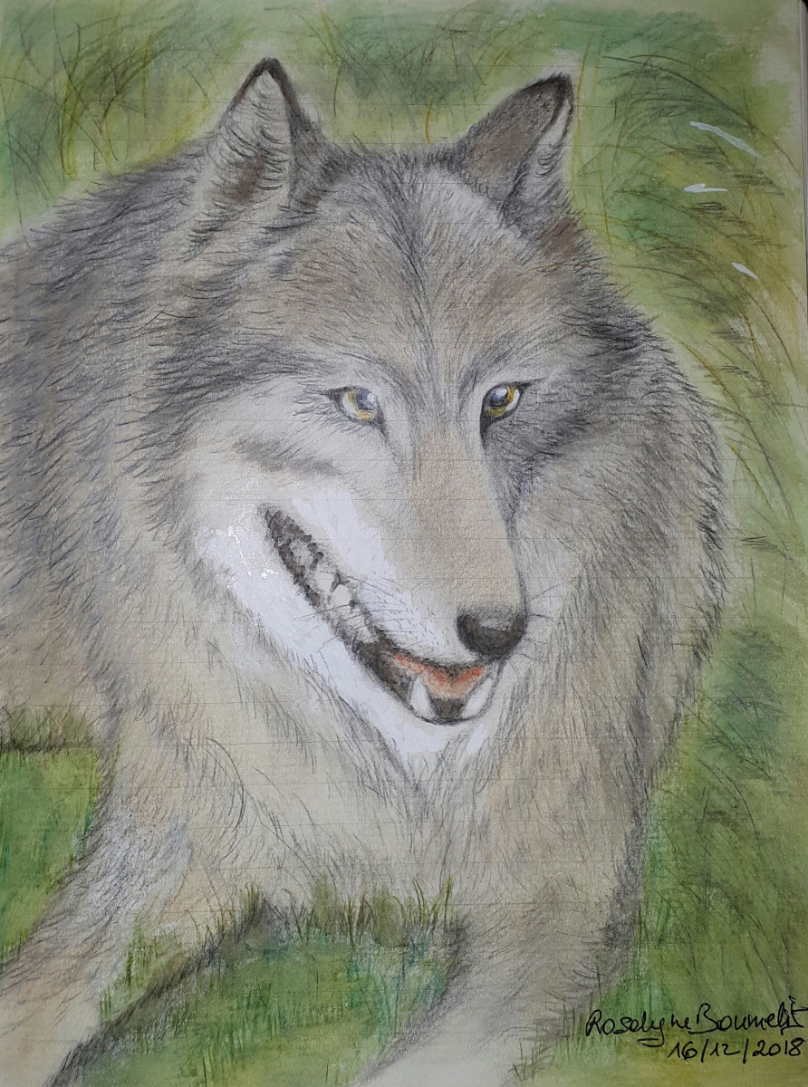 portrait de loup