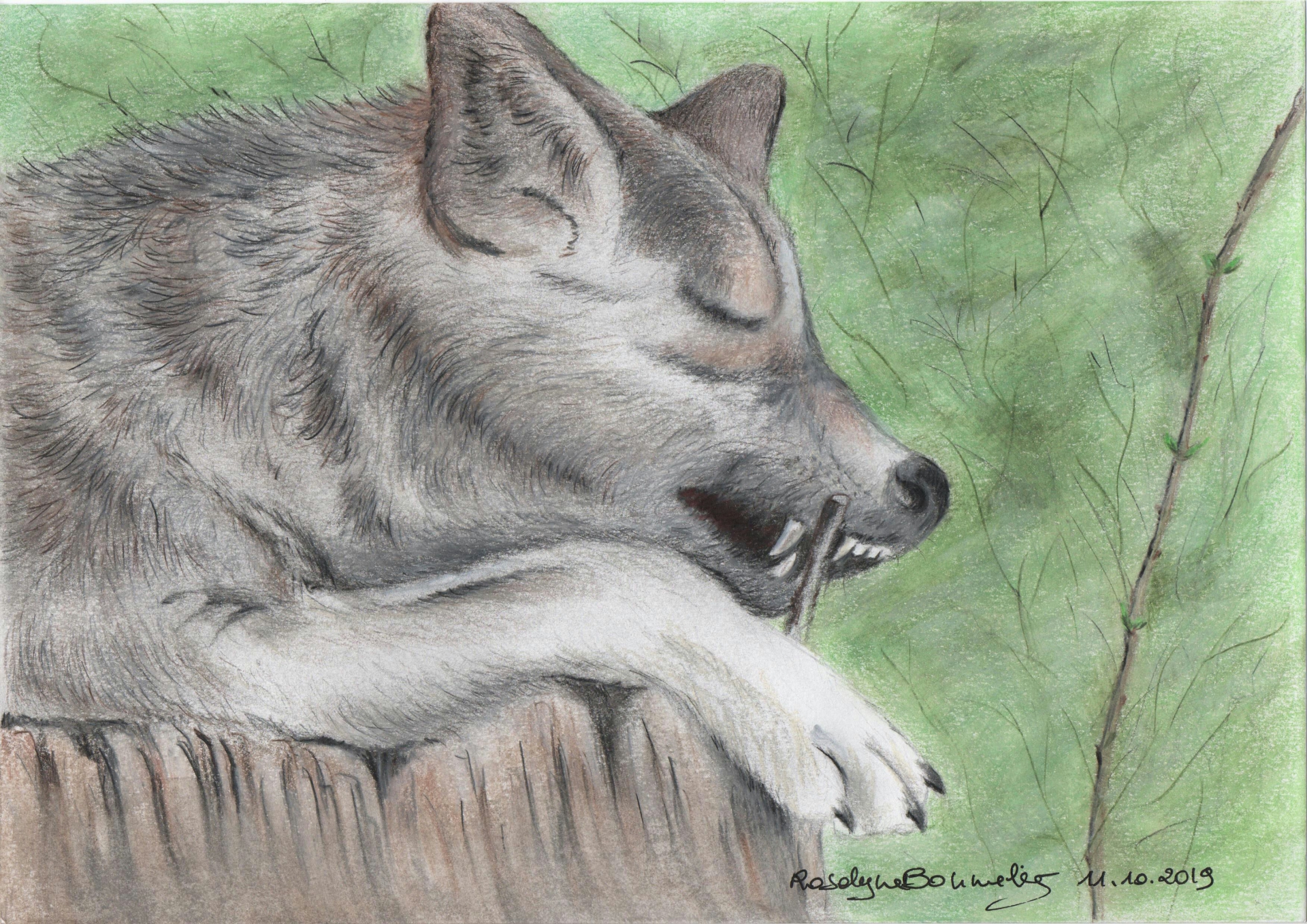 Portraits de Loups