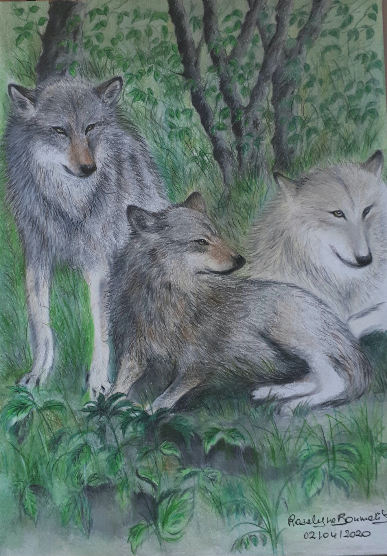 Portraits de Loups