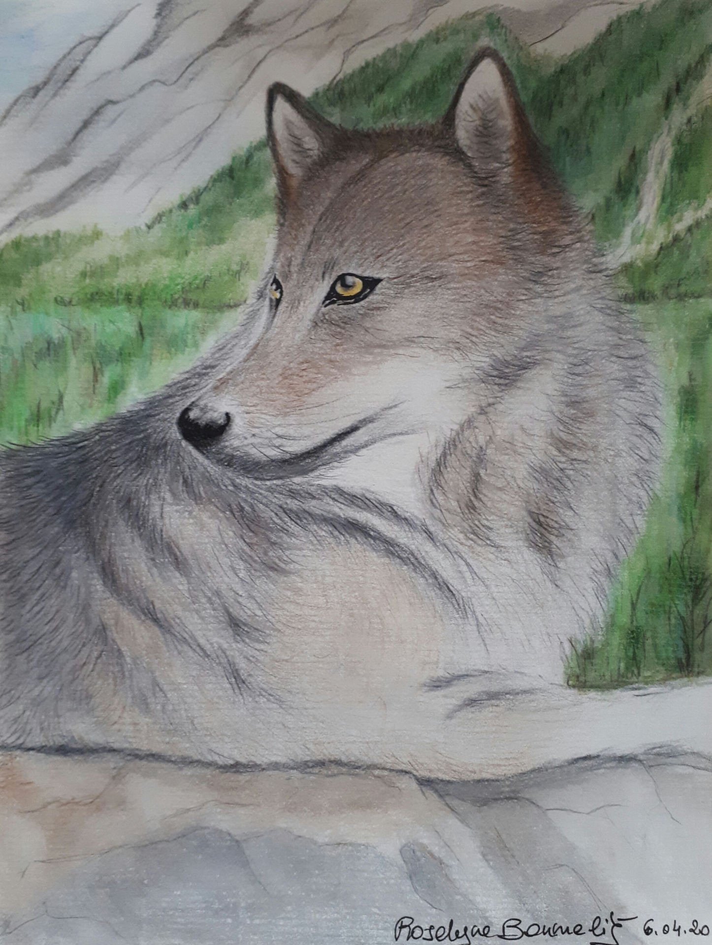 Portraits de Loups