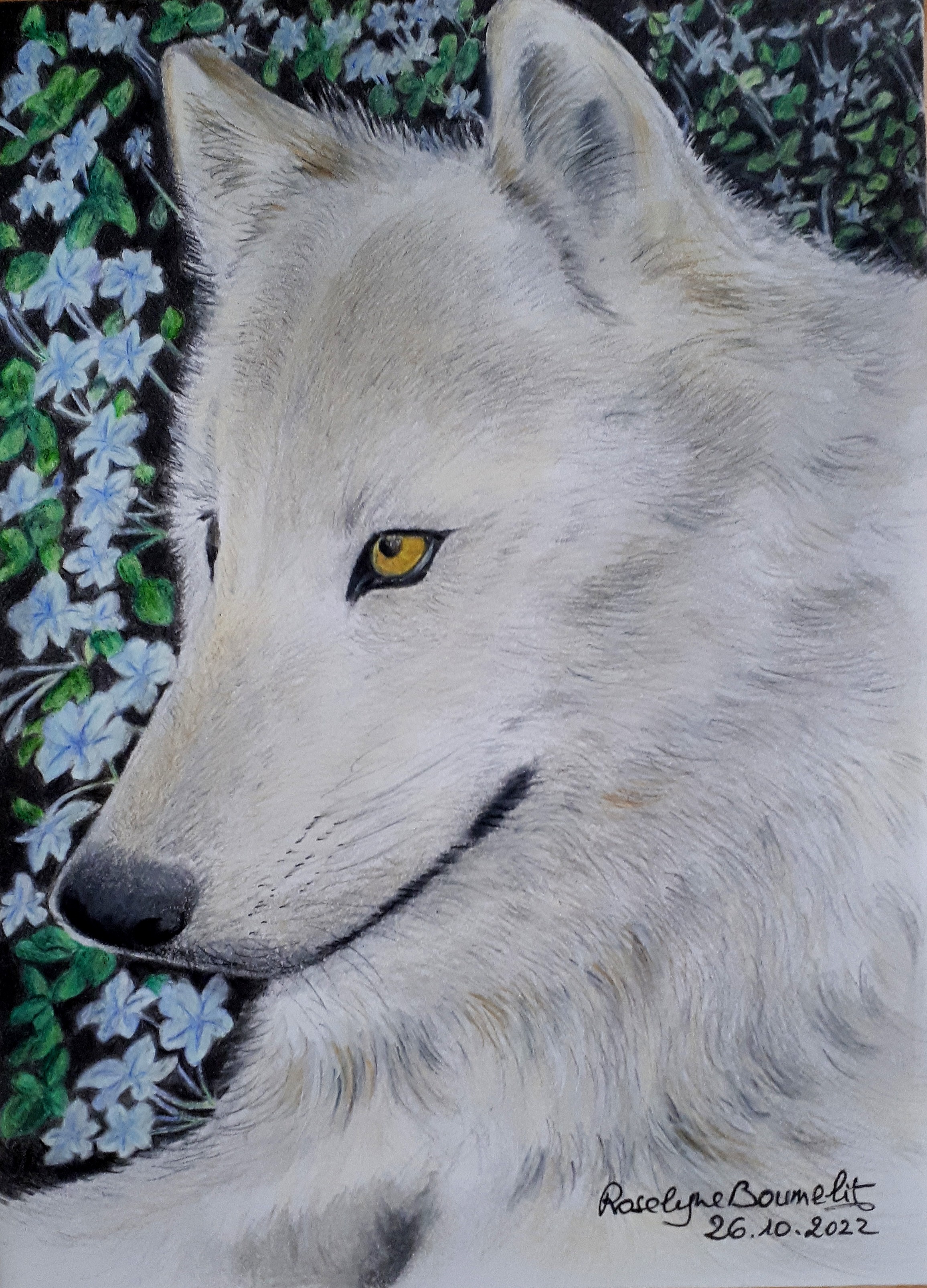 Portrait de loup