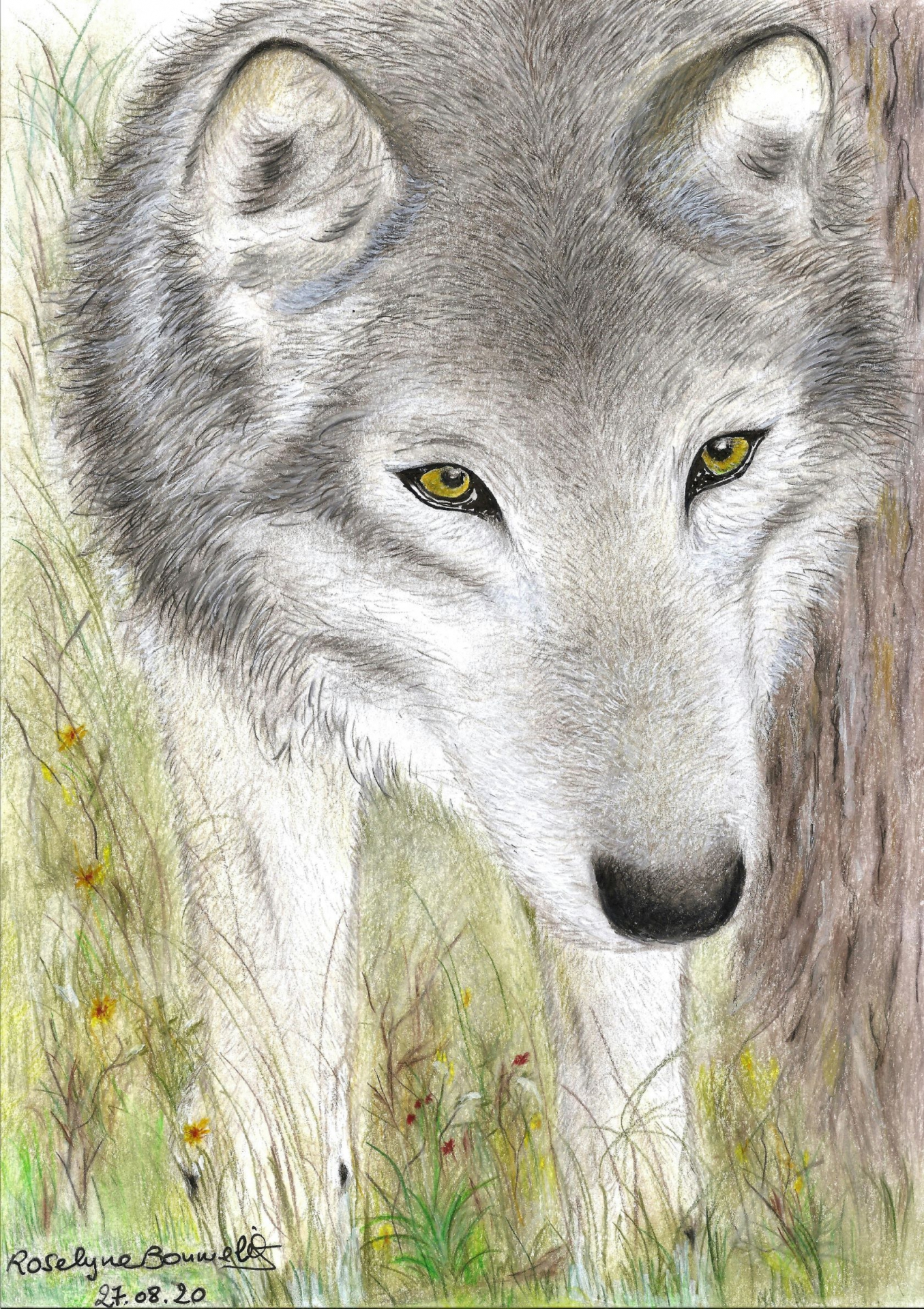 portrait de loup