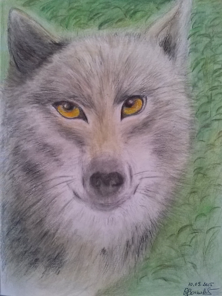 portrait de loup