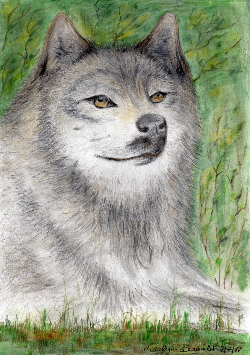 portrait de loup