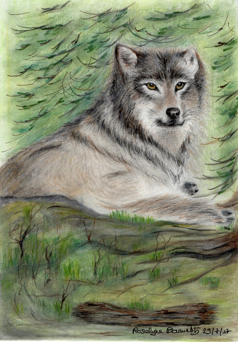 portrait de loup