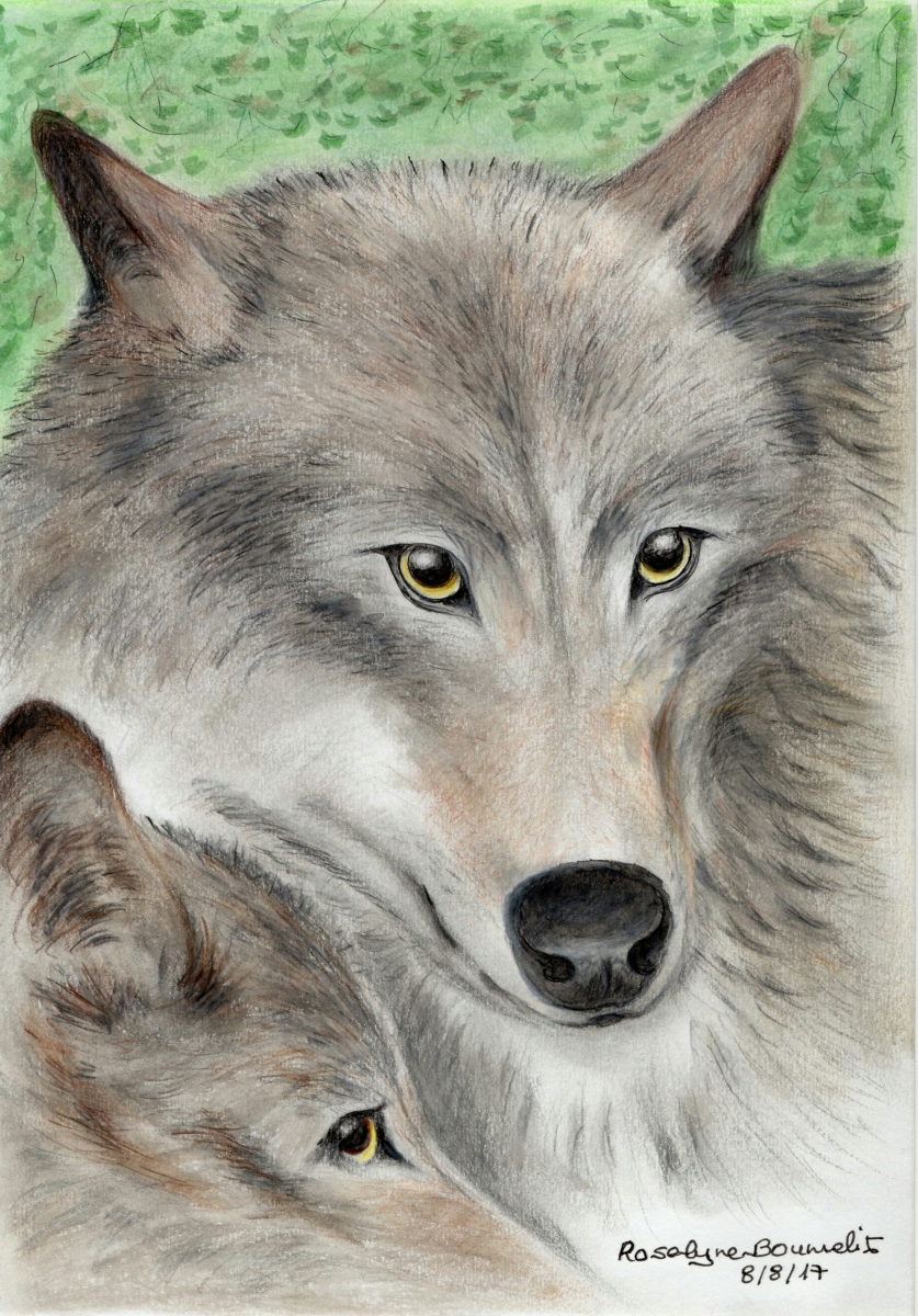 portrait de loup