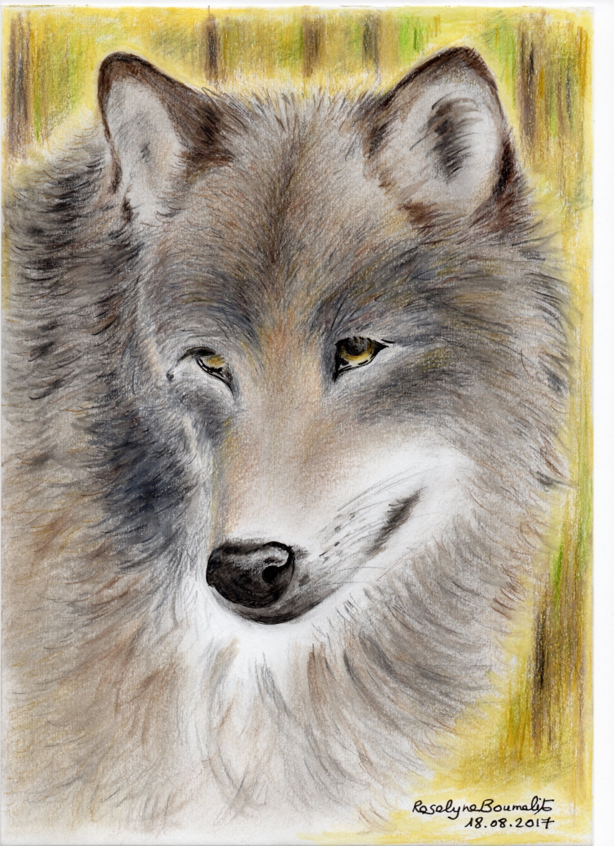 portrait de loup