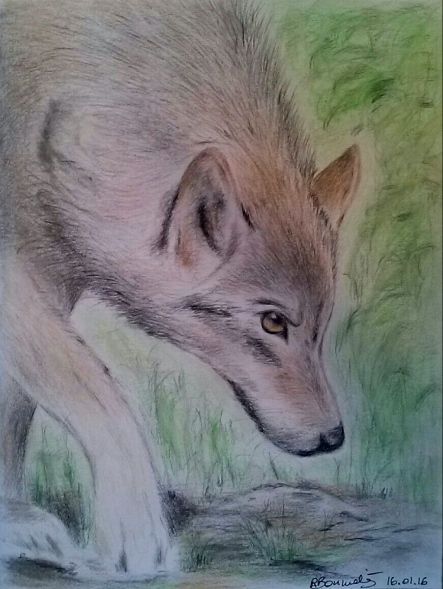 portrait de loup