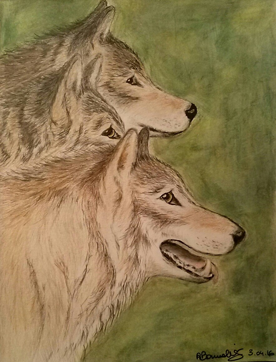 portrait de loup