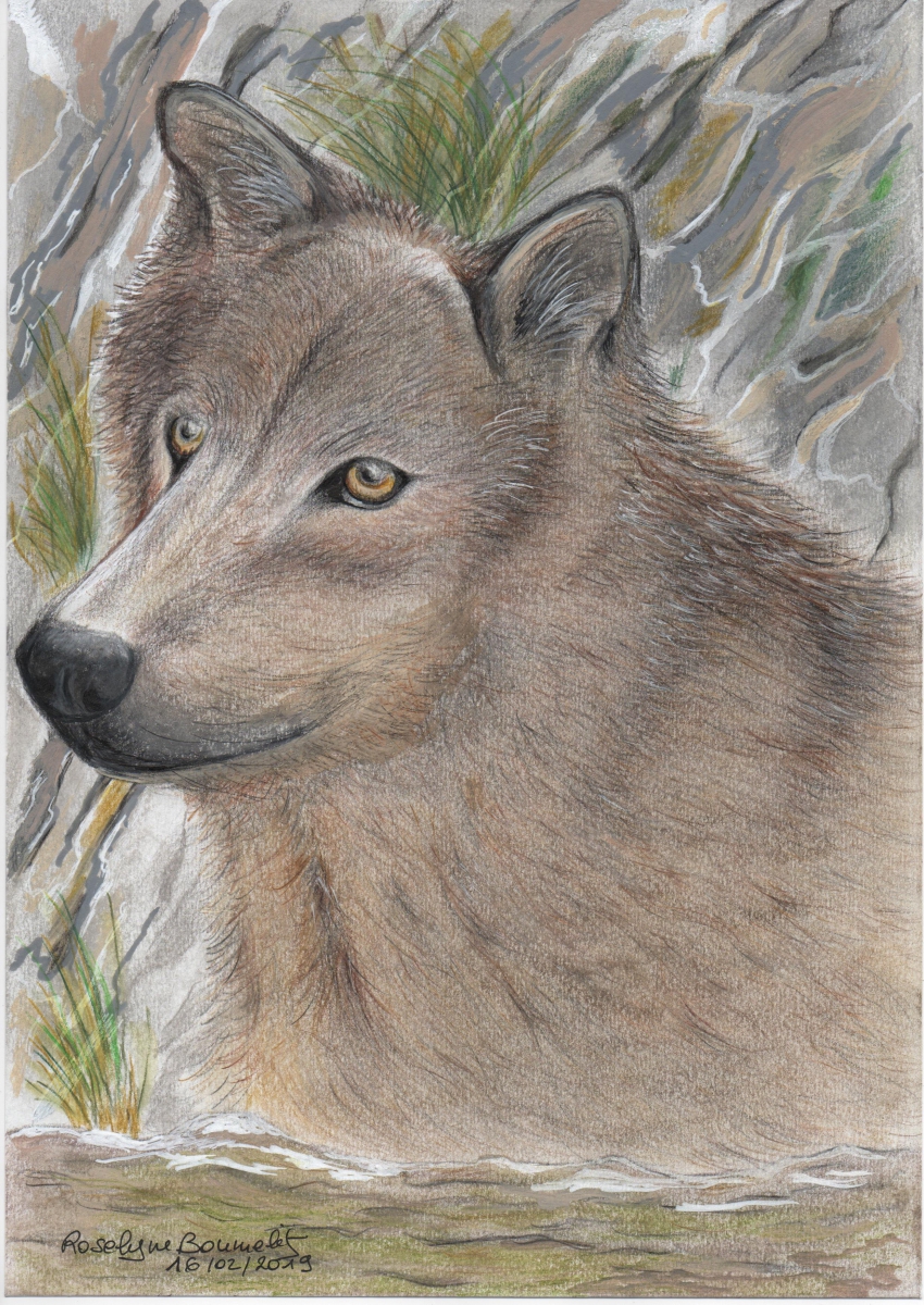 portrait de loup