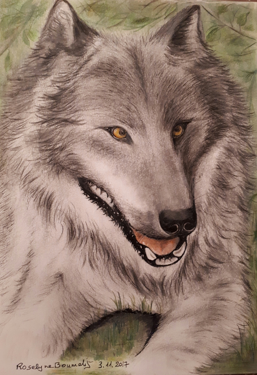 Portrait de Loup